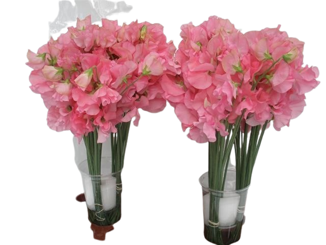 10 Wicken Winter Sunshine Rose