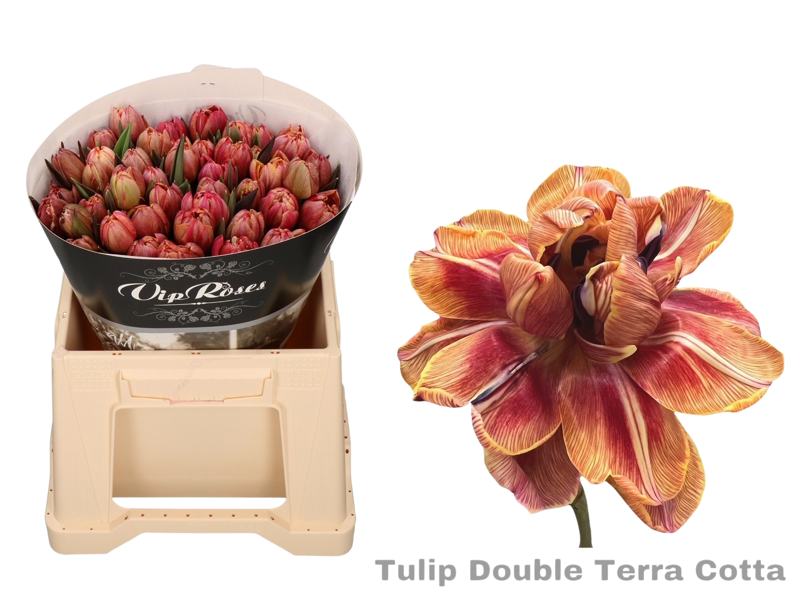  10 Tulpen Double Terra Cotta Gefärbt