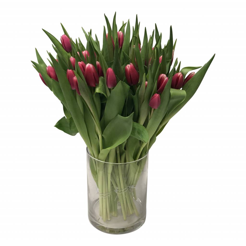 10 Tulpen Debutante 10 Tulpen Debutante