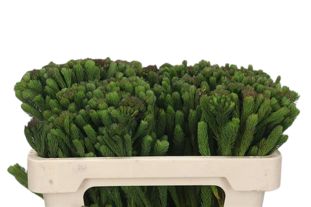 10 Brunia albiflora