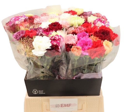10 Edelnelken Rainbow Mix 10 Edelnelken Rainbow Mix