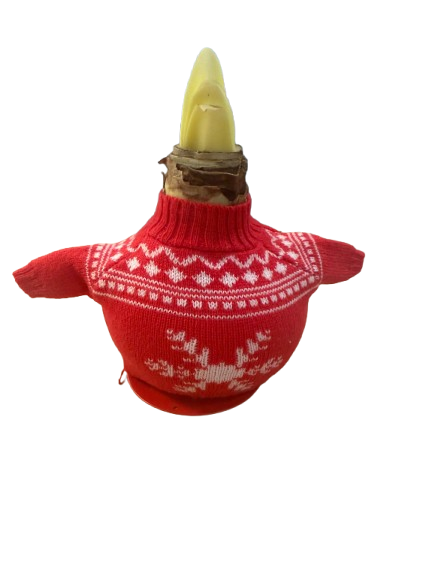 1 Amaryllis-Knolle mit rotem Pullover – Blüht ohne Gießen | Natürlich & dekorativ