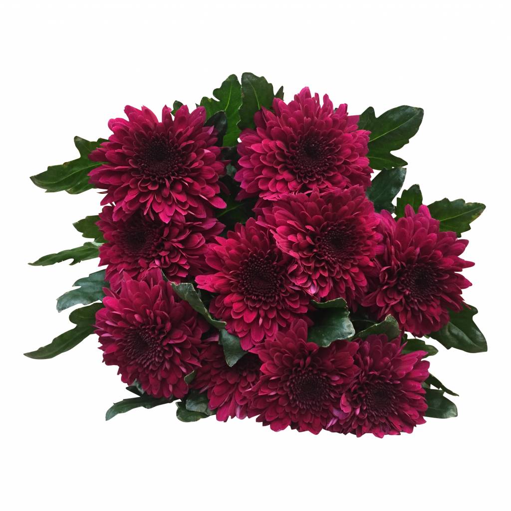 10 Deko Chrysanthemen Barca (Pink)