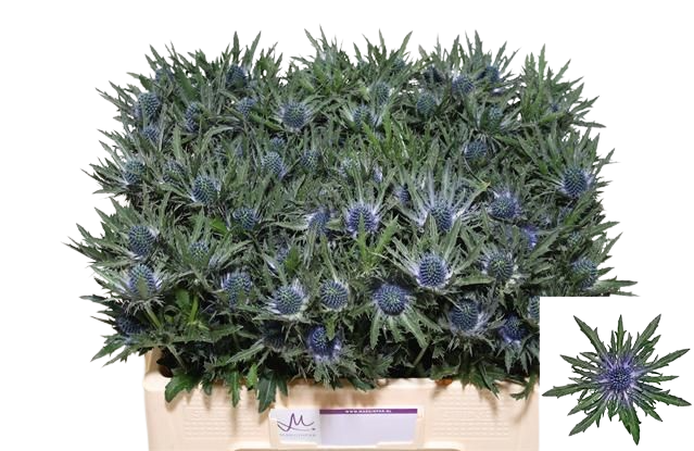 10  Disteln Orion Qstar (Blau)