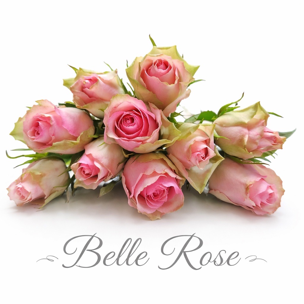 10 Rosen Rosa Belle Rose
