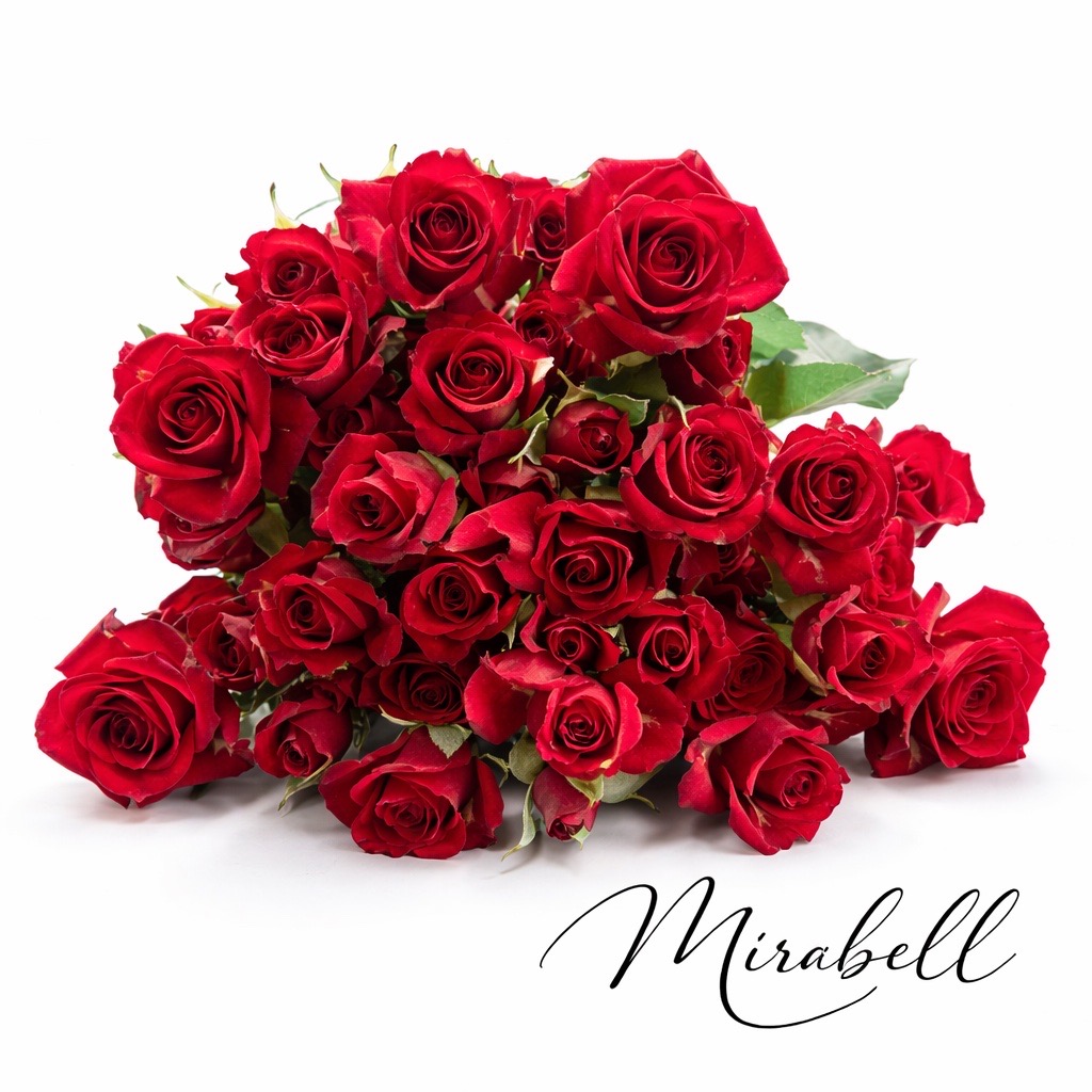 10 Tros-Rosen Mirabel