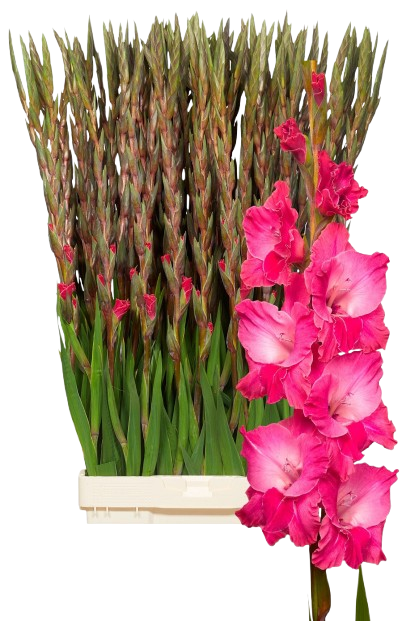 10 Gladiolen Fairytale Pink