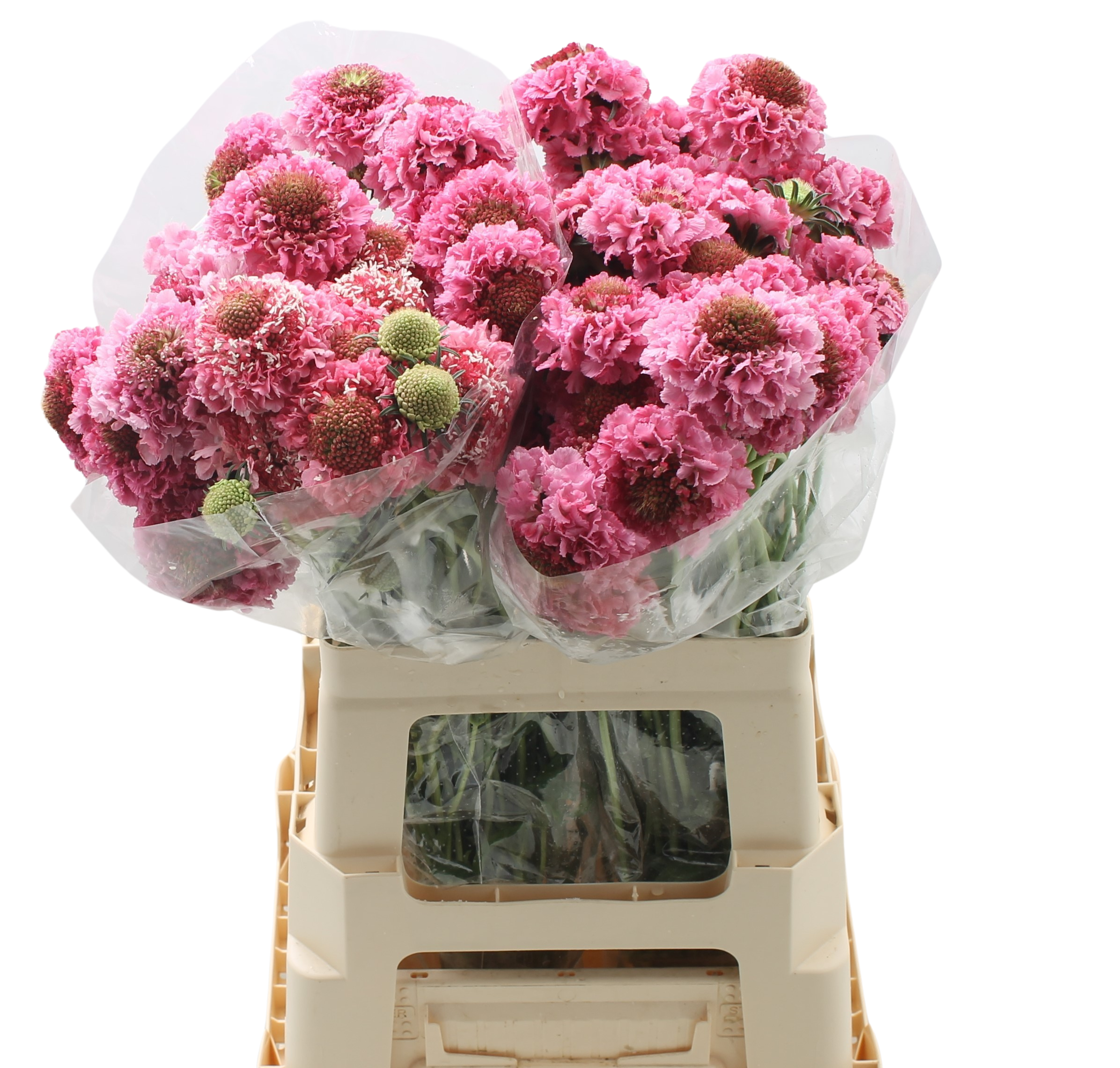 10 Stiele Scabiosa Rosa 10 Stiele Scabiosa Rosa