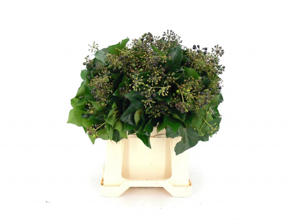 1 Efeu mit Beeren 1 Efeu mit Beeren