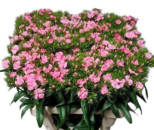 10 Bartnelken Rosa 10 Bartnelken Rosa