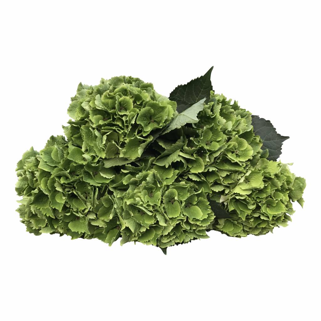 5 Hortensien Emerald Green Classic (Grün)