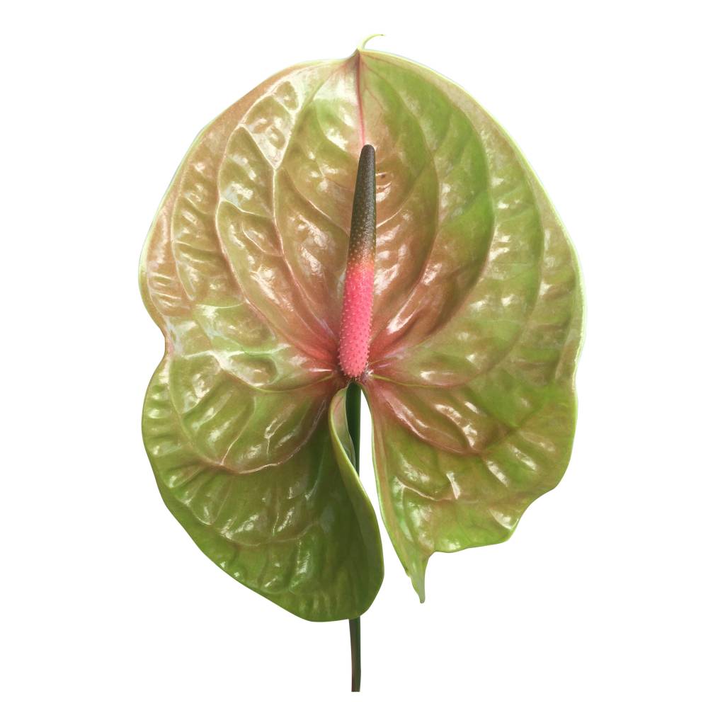 10 Anthurie Pistache (Grün-Rot)