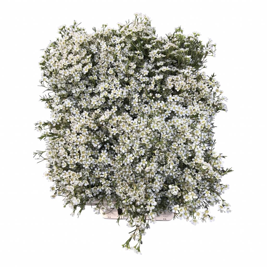 10 Wachsflower Ofir (Weiß)