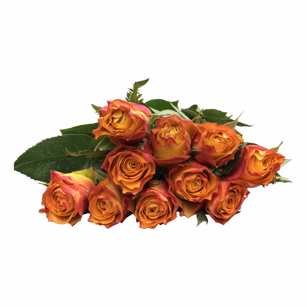 100 Premium-Rosen Downtown (Orange)
