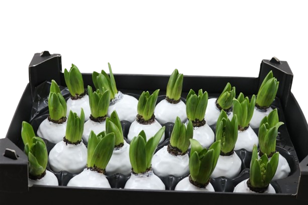 Gewachste Hyazinthenknollen  Weiß