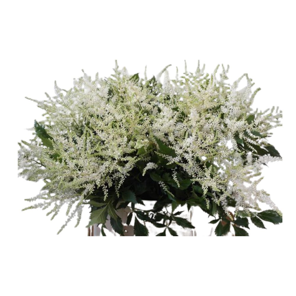 10 Stiele Astilbe Washington (Weiß)