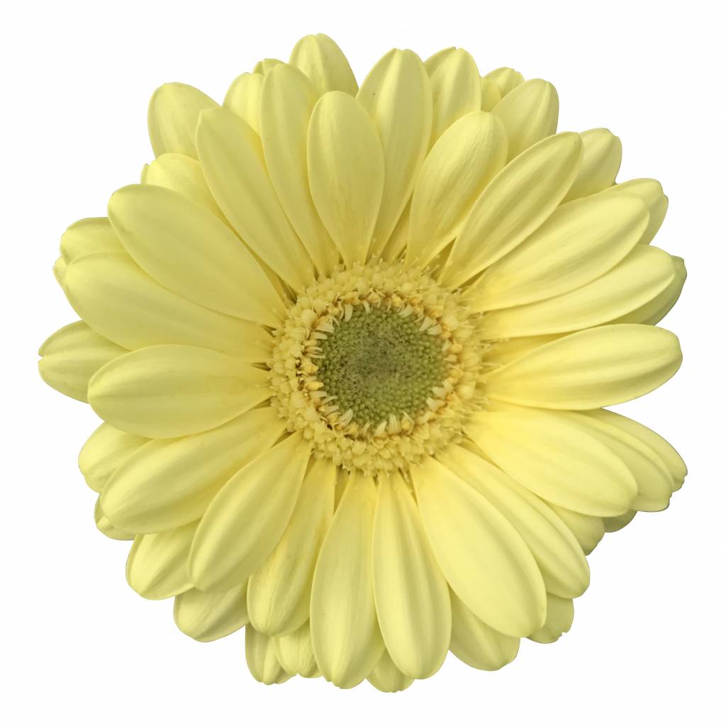 10 Mini Gerbera Lemon Ice (Zitrone)