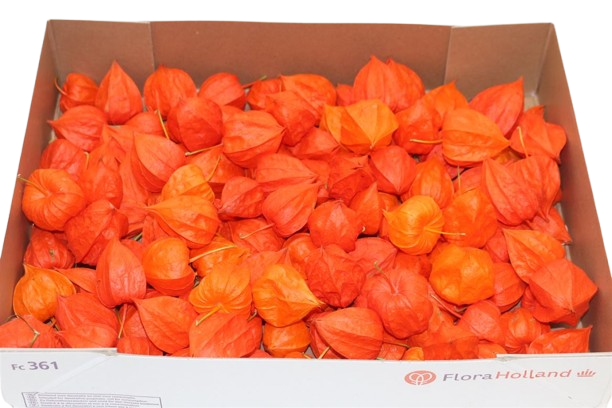100 Stück Physalis in der Kiste