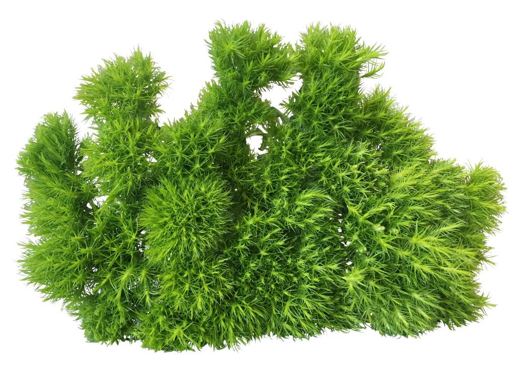 10 Bartnelken Grün