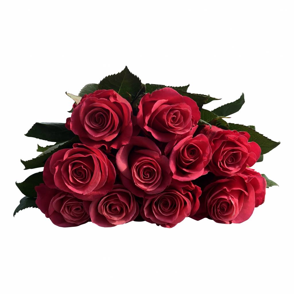 10 Rosen Tacazzi+ 10 Rosen Tacazzi+