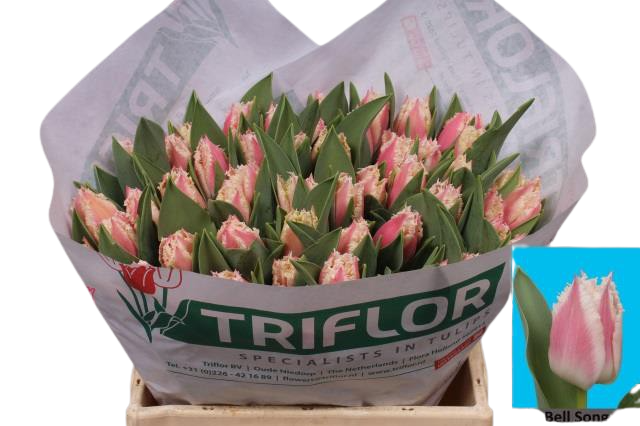 10 Tulpen  Bell Song (Papageien-Tulpe) 10 Tulpen  Bell Song (Papageien-Tulpe)