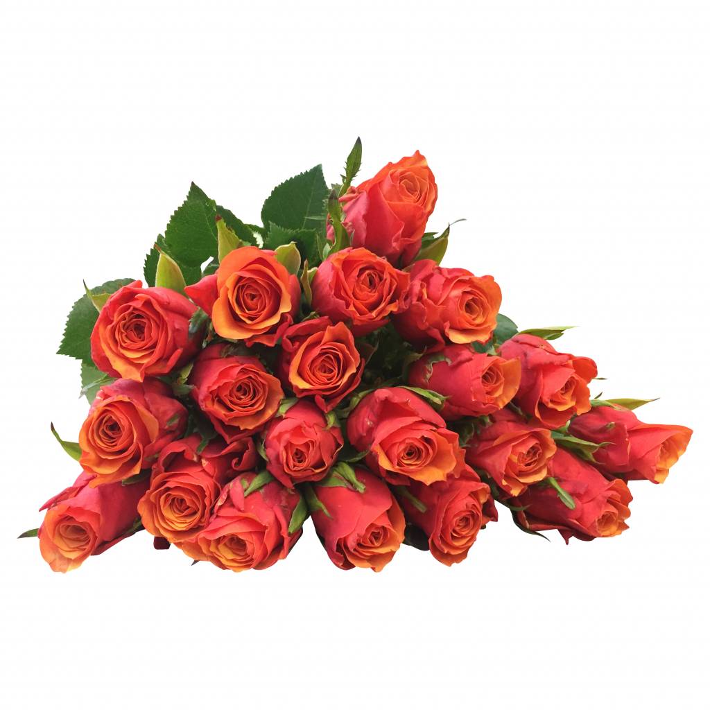 10 Rosen Orange Espana 10 Rosen Orange Espana