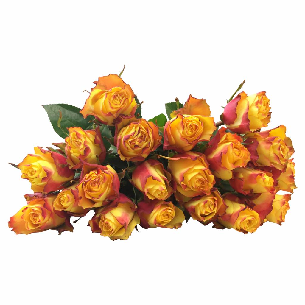 100 Rosen Gelb-Orange Newsflash