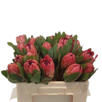 5 Protea Silvia