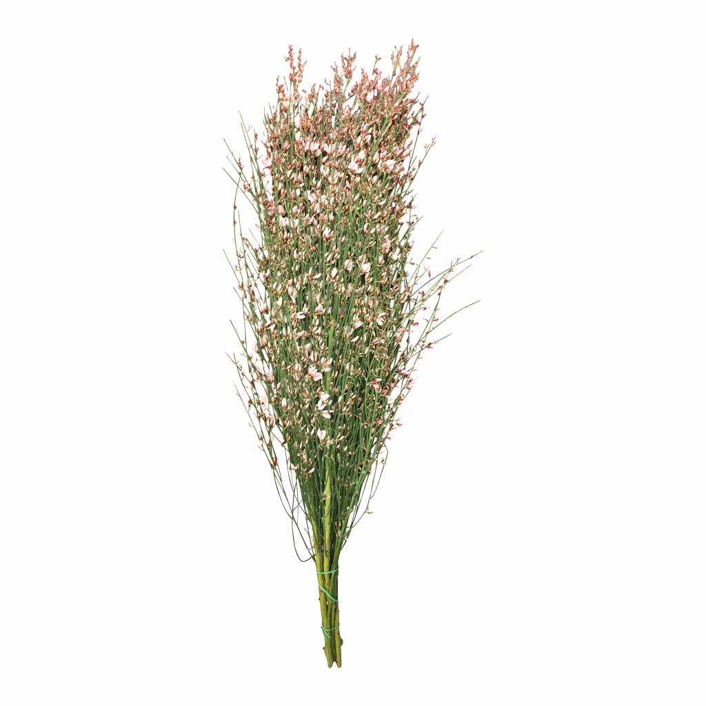 1 Bund Ginster Rosa 400 Gramm