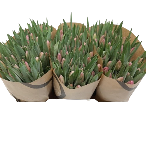 10 Tulpen Jumbo Pink 10 Tulpen Jumbo Pink