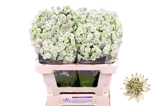 10 Astrantia Billion Stars 10 Astrantia Billion Stars