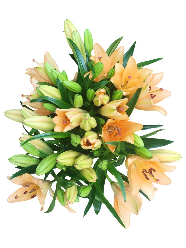 10 Lilien Heraklion