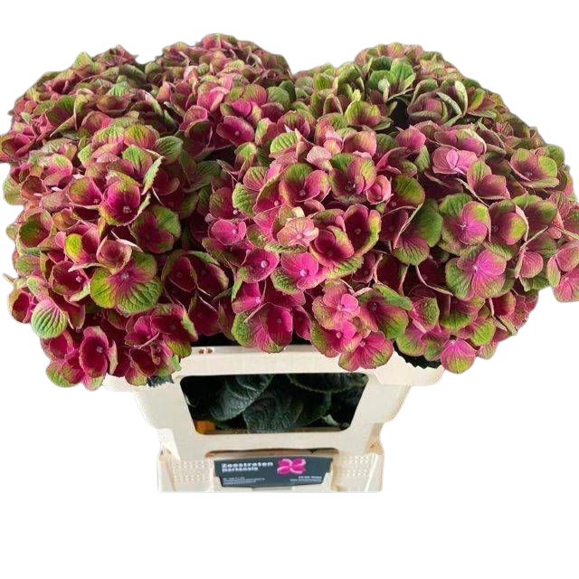 5 Hortensien Macrophylla Magical Charlotte