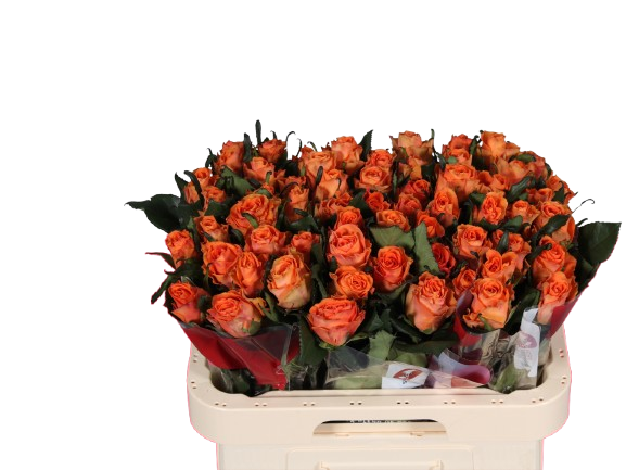 10 Rosen 'On Fire' – Leuchtend Orange