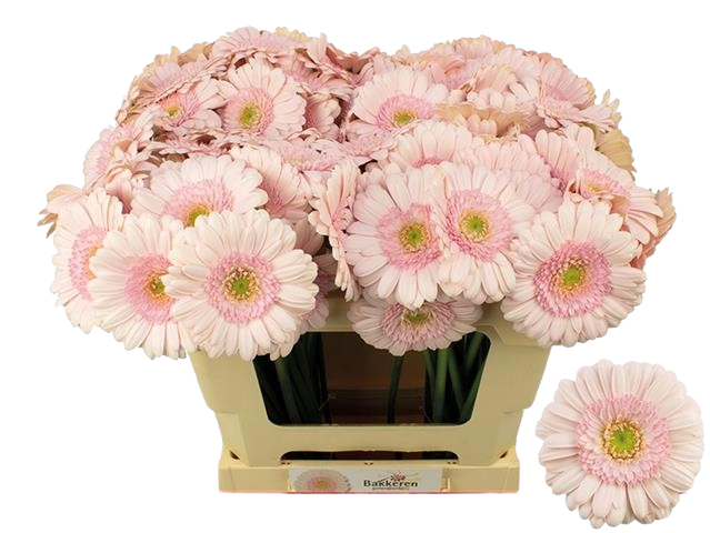 10 Mini Gerbera Bridal Kimsey -Hell Rosa