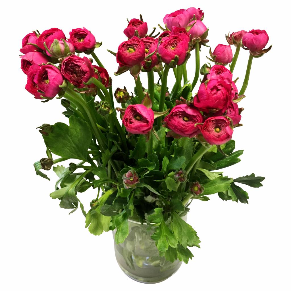 10 Ranunkeln Elegance Pink