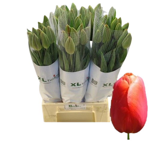 10 Tulpen Avignon 