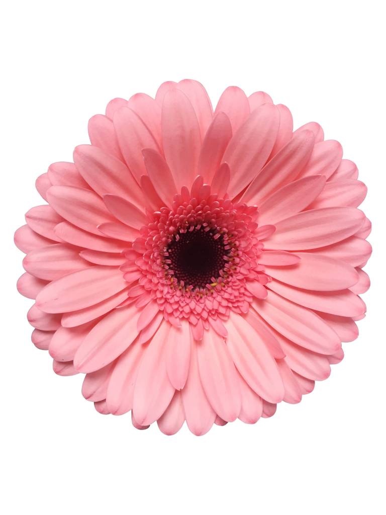 25 Gerbera Scala (Rosa)