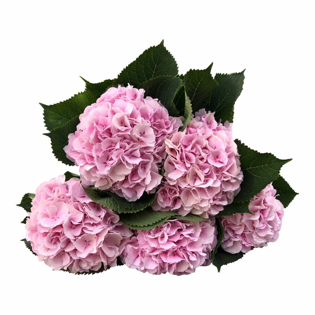 5 Hortensien Rosa 5 Hortensien Rosa