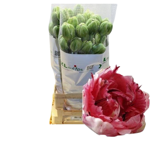 10 Tulpen Jonquieres 10 Tulpen Jonquieres