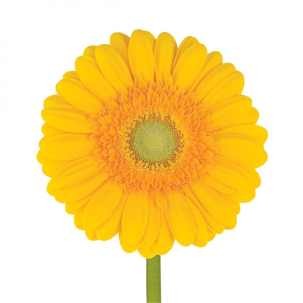 25 Gerbera Captiva (Gelb)