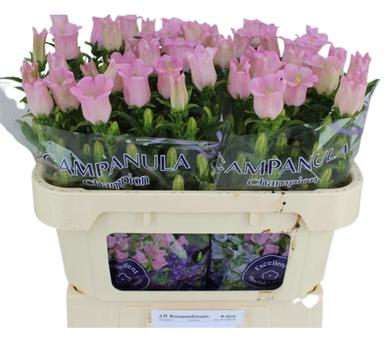 10 Stiele Campanula Champion Pink