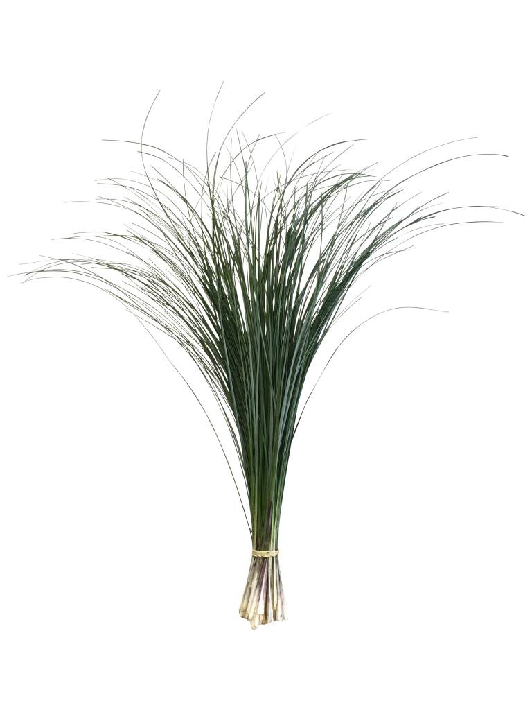 1 Bund Bärengras