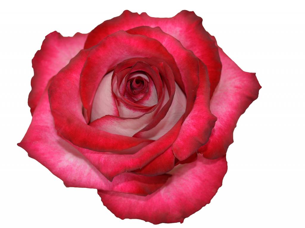 10 Rosen Bicolor Cinderella