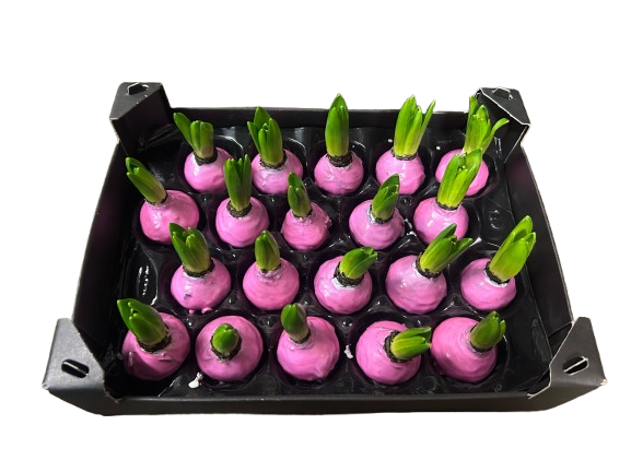 Gewachste Hyazinthenknollen Rosa