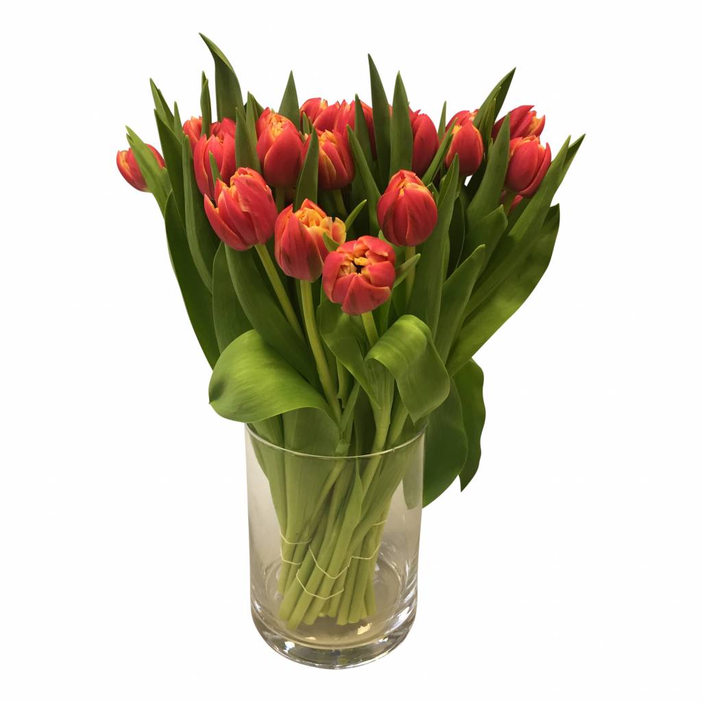 10 Tulpen Columbus (Gefüllt) 10 Tulpen Columbus (Gefüllt)