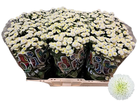 5 Santini Madiba White Sioma