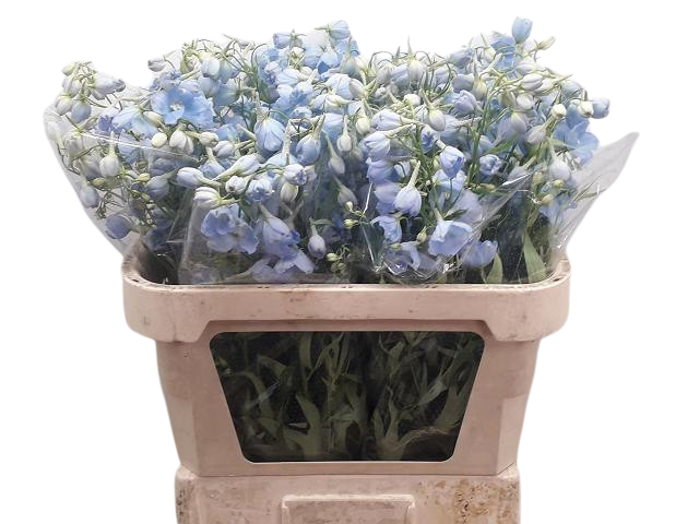 10 Delphinium Ballkleid 10 Delphinium Ballkleid
