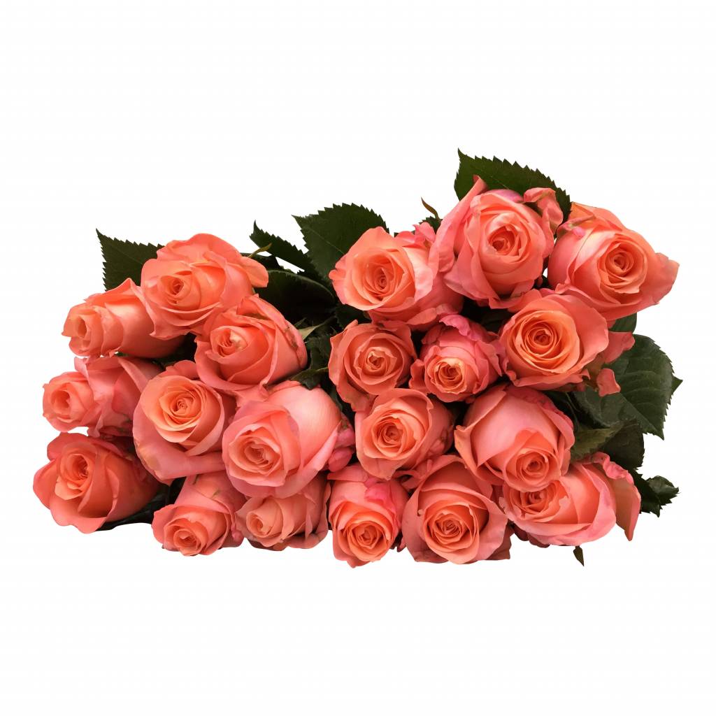 100 Rosen Lady Margaret (Lachs)