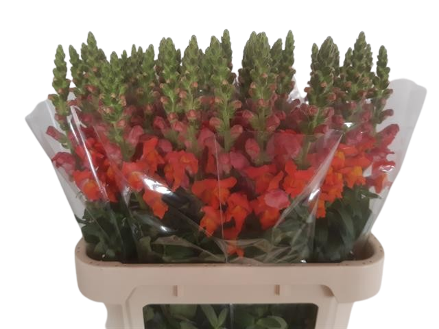 10 Stiele Löwenmäulchen Orange 10 Stiele Löwenmäulchen Orange